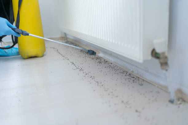 Best Wasp Removal Services  in Middleburg, FL